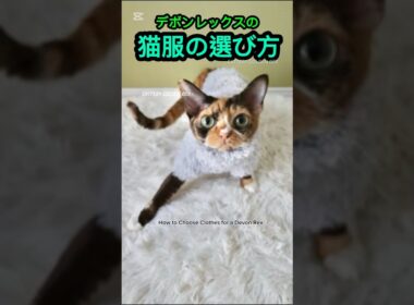 【猫服】デボンレックスの猫服 #shorts  #shortvideo #デボンレックス #デボンレックス子猫 #デボンレックスブリーダー #devonrex #子猫 #goldenrex #愛知