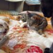 黒猫の黒夢「キジシロのルル、シャムの雫。2匹で、ネコジャラシかぁ」と、雫に、ちょっかいを出し