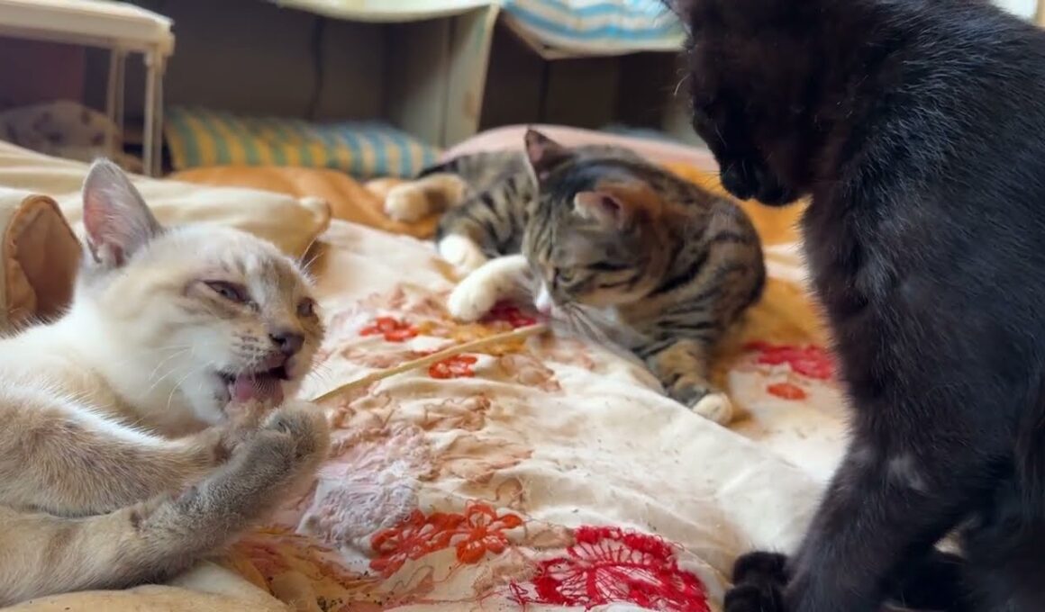 黒猫の黒夢「キジシロのルル、シャムの雫。2匹で、ネコジャラシかぁ」と、雫に、ちょっかいを出し