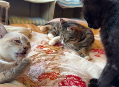 黒猫の黒夢「キジシロのルル、シャムの雫。2匹で、ネコジャラシかぁ」と、雫に、ちょっかいを出し