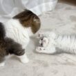 初めて子猫がボス猫にからみに行ったらこうなった…w