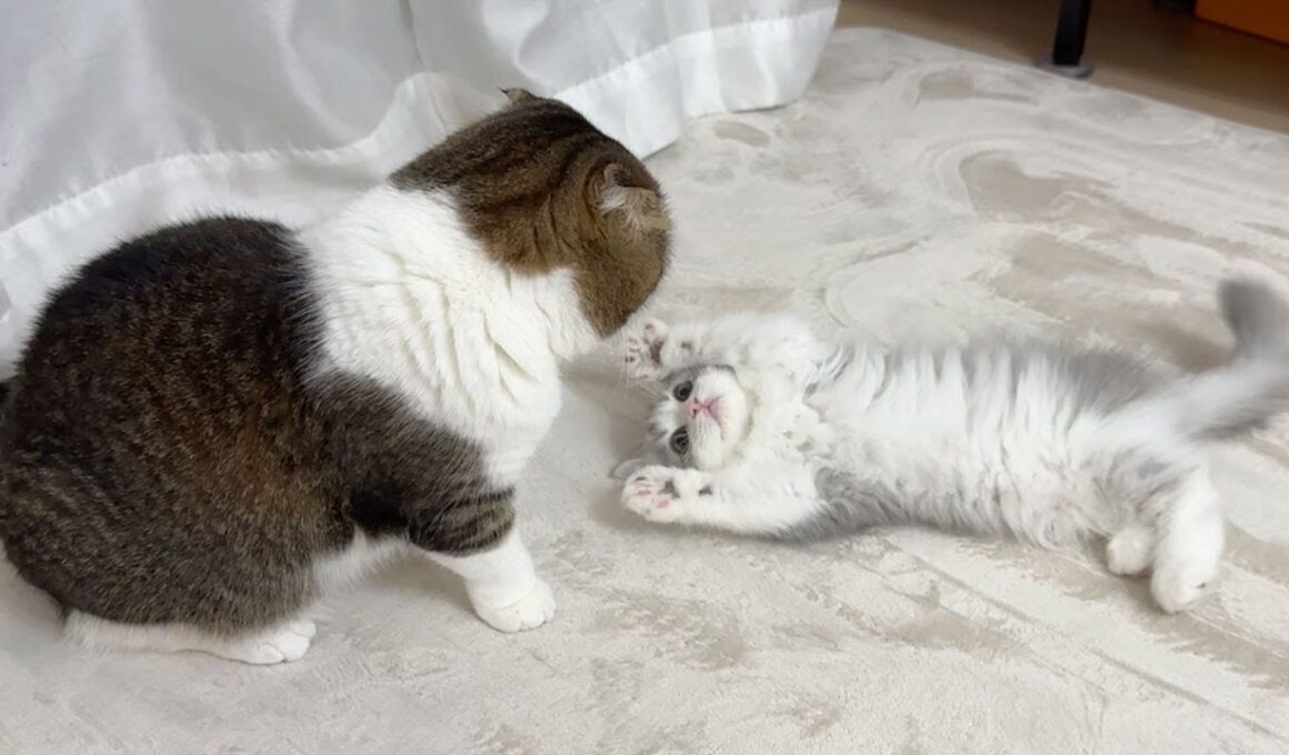 初めて子猫がボス猫にからみに行ったらこうなった…w