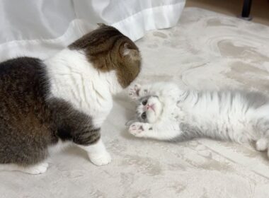 初めて子猫がボス猫にからみに行ったらこうなった…w