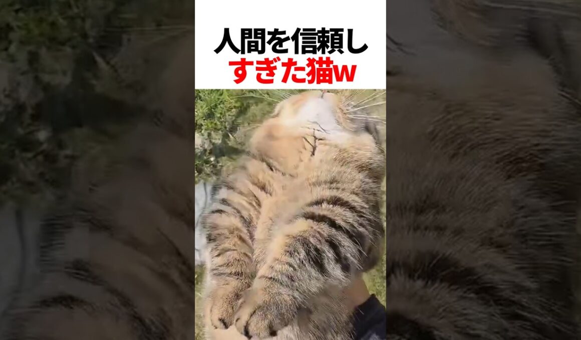 人間に心を許しすぎた猫w