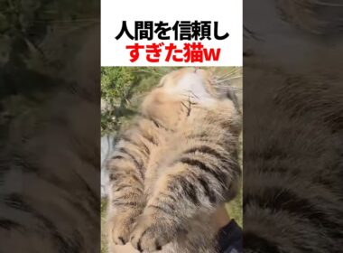 人間に心を許しすぎた猫w