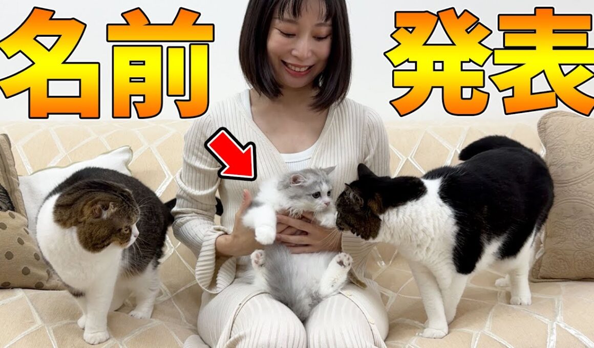ご報告。子猫の名前が決まりました！