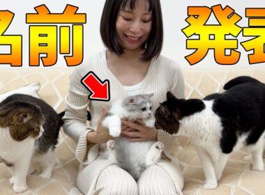 ご報告。子猫の名前が決まりました！