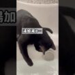 足湯をする黒猫ボンベイ　#子猫 #猫のいる暮らし #猫のいる生活 #cat #bombay #ねこ動画 #かわいい #癒やし