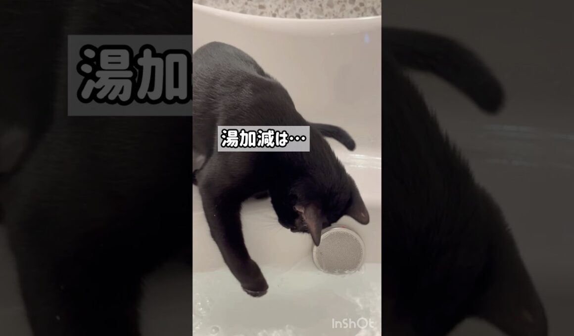 足湯をする黒猫ボンベイ　#子猫 #猫のいる暮らし #猫のいる生活 #cat #bombay #ねこ動画 #かわいい #癒やし