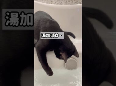 足湯をする黒猫ボンベイ　#子猫 #猫のいる暮らし #猫のいる生活 #cat #bombay #ねこ動画 #かわいい #癒やし