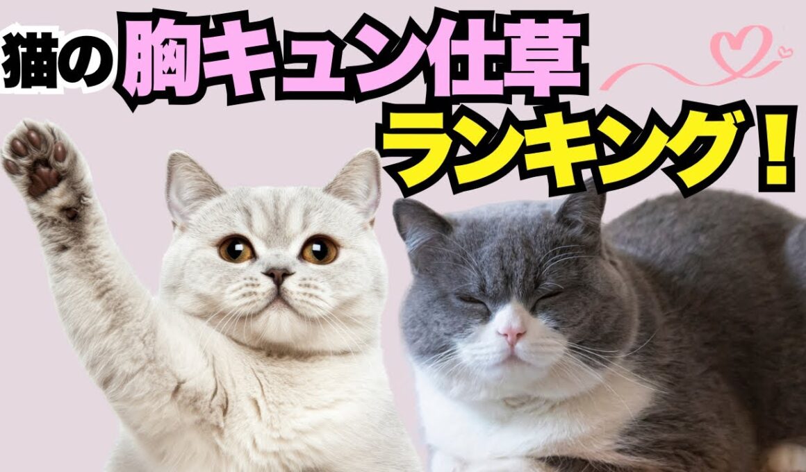 【猫】可愛い仕草ランキング！【胸キュン♡】