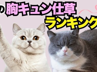 【猫】可愛い仕草ランキング！【胸キュン♡】