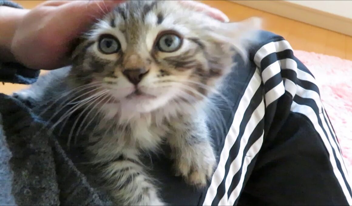 ★トロのおうち★長足マンチカン（キンカロー）の男の子です。