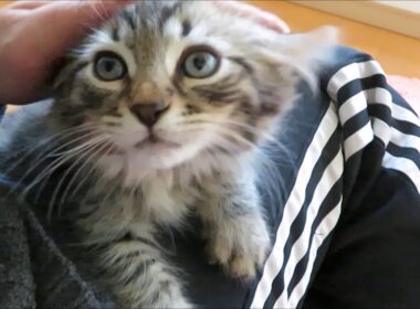 ★トロのおうち★長足マンチカン（キンカロー）の男の子です。