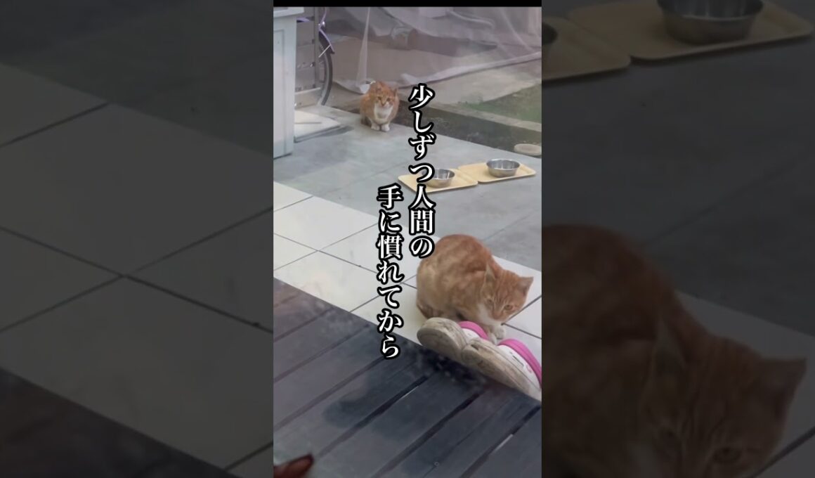 【野良猫にご飯をあげた数日後〜子猫を連れてやってきた！】 #ジブリ #ねこ動画 #保護猫 #かしわねこ #ほごねこ #猫のいる暮らし #子ネコ #ネコ #動物プロダクション #ねこのいる生活