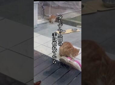 【野良猫にご飯をあげた数日後〜子猫を連れてやってきた！】 #ジブリ #ねこ動画 #保護猫 #かしわねこ #ほごねこ #猫のいる暮らし #子ネコ #ネコ #動物プロダクション #ねこのいる生活