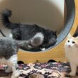 【復活‼︎】１年４ヶ月ぶりにキャットホイールを設置してみた！！！ノルウェージャンフォレストキャットとターキッシュアンゴラ