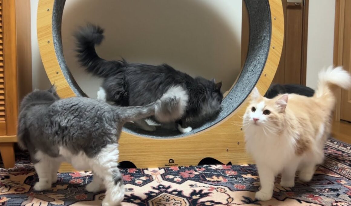 【復活‼︎】１年４ヶ月ぶりにキャットホイールを設置してみた！！！ノルウェージャンフォレストキャットとターキッシュアンゴラ