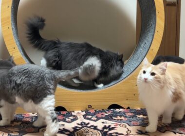 【復活‼︎】１年４ヶ月ぶりにキャットホイールを設置してみた！！！ノルウェージャンフォレストキャットとターキッシュアンゴラ