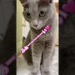 私だけじゃないよね⁉️ #猫 #ロシアンブルー #猫のいる暮らし  #shorts