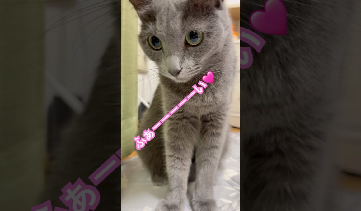 私だけじゃないよね⁉️ #猫 #ロシアンブルー #猫のいる暮らし  #shorts