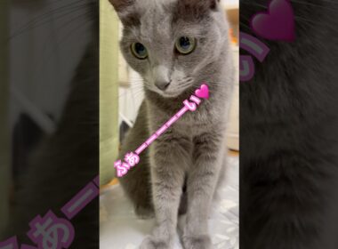 私だけじゃないよね⁉️ #猫 #ロシアンブルー #猫のいる暮らし  #shorts
