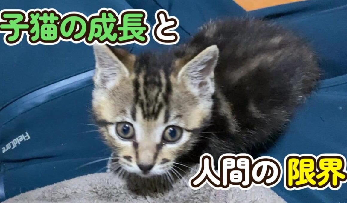 子猫に出来る人間の限界について