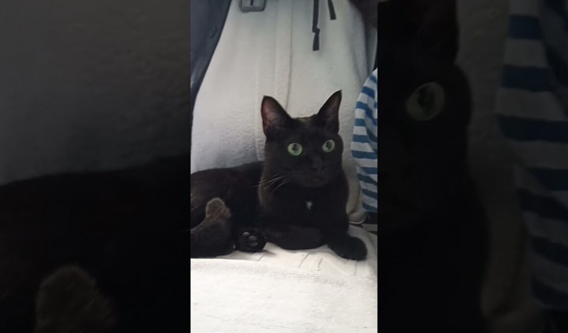 今日の（20250731）Dolly♀🐈　4歳3ヶ月