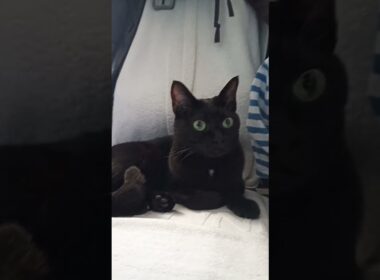 今日の（20250731）Dolly♀🐈　4歳3ヶ月