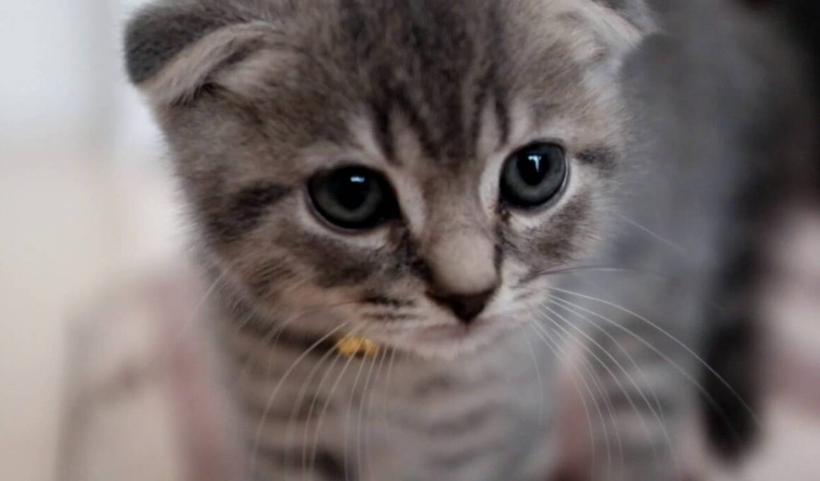 スコティッシュフォールド　折れ耳　子猫　戦闘態勢