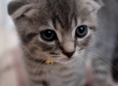 スコティッシュフォールド　折れ耳　子猫　戦闘態勢