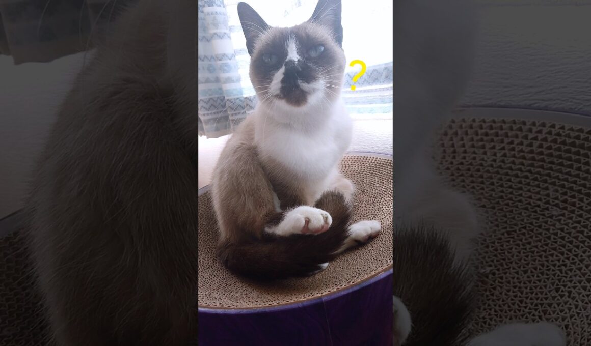 シャム猫さん#猫#ねこ#cat#かわいい #Shorts