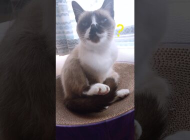 シャム猫さん#猫#ねこ#cat#かわいい #Shorts