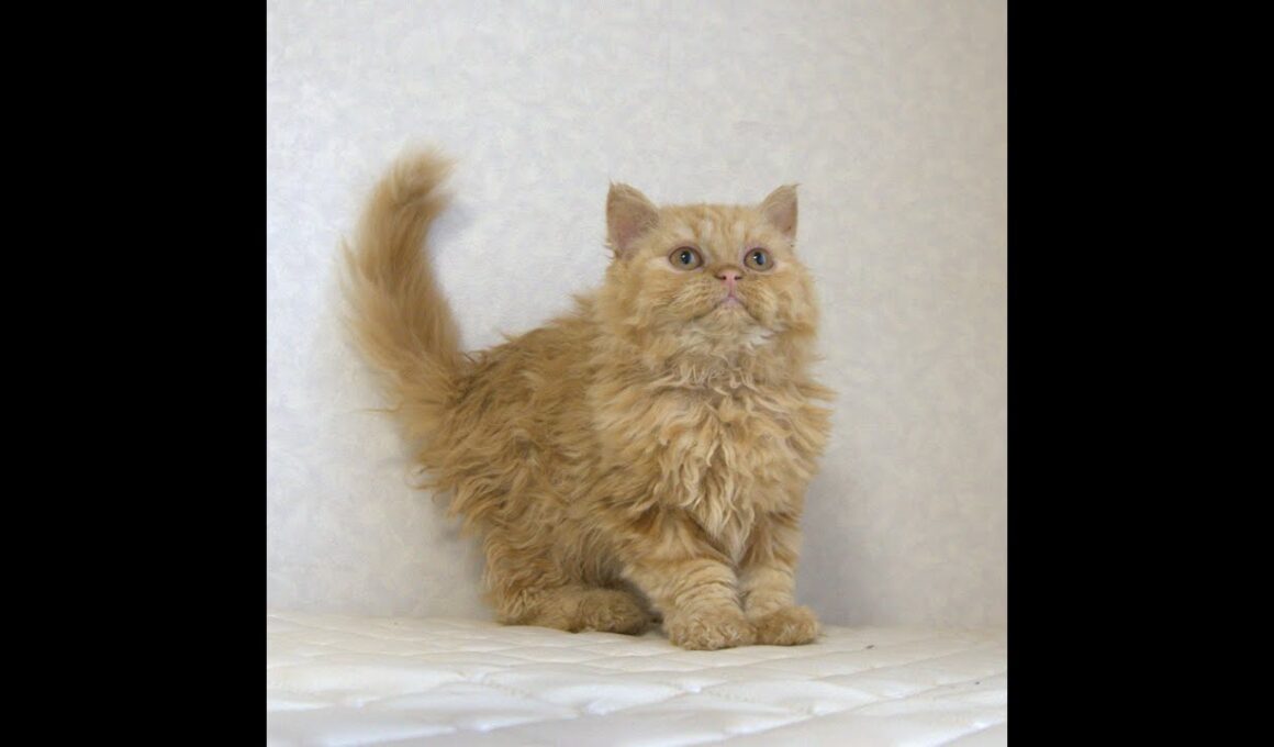 セルカークレックス子猫　Selkirk Rex　2025.5.28産まれ　レッドタビー　巻き毛　セミロング　男の子　シーダキャット猫のお店
