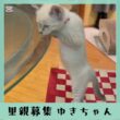 里親募集シャムmix系ゆきちゃん