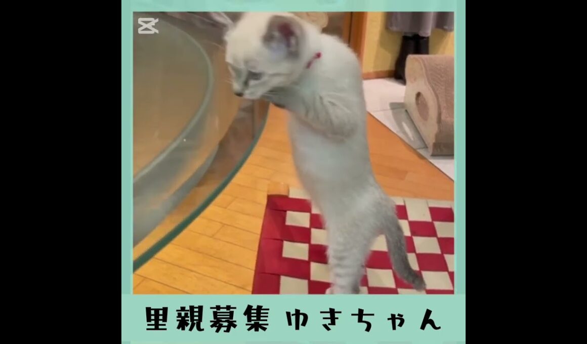 里親募集シャムmix系ゆきちゃん