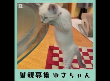 里親募集シャムmix系ゆきちゃん