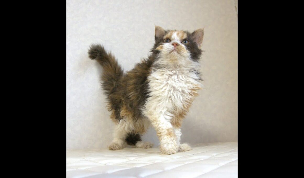 セルカークレックス子猫　Selkirk Rex　2025.5.28産まれ　キャリコ　三毛猫　巻き毛　女の子　シーダキャット猫のお店