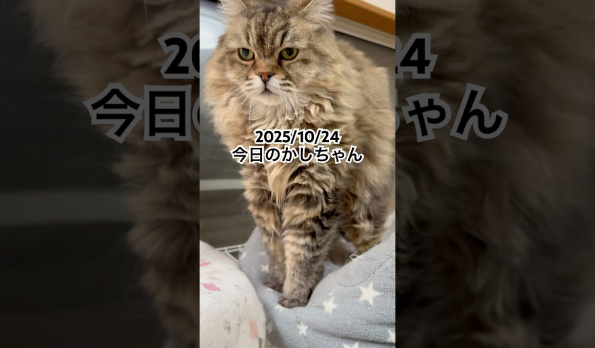 2025/10/24今日のかしちゃん #猫 #ペルシャ #カシス #cat #猫のいる暮らし