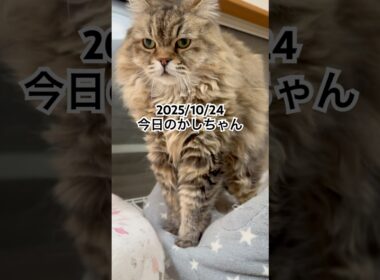 2025/10/24今日のかしちゃん #猫 #ペルシャ #カシス #cat #猫のいる暮らし