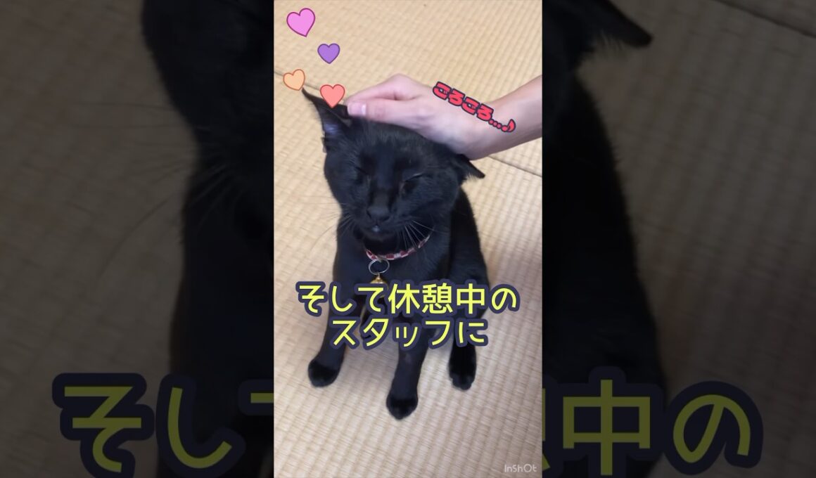 【処置後のご褒美は…！？】おうしちゃんの抜糸処置 #動物病院 #猫 #ねこのいる生活 #かわいい #癒し
