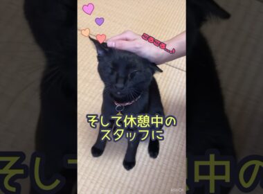 【処置後のご褒美は…！？】おうしちゃんの抜糸処置 #動物病院 #猫 #ねこのいる生活 #かわいい #癒し