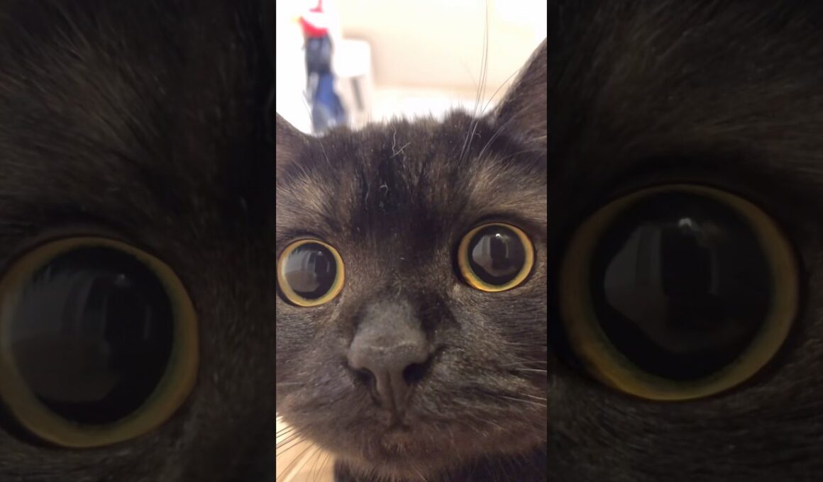 いきなりきゅるるんお目目が可愛いすぎる…#shorts