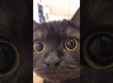 いきなりきゅるるんお目目が可愛いすぎる…#shorts