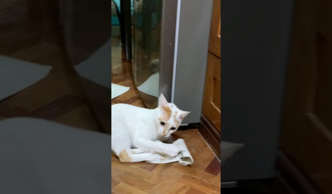 Playful Japanese Bobtail (遊び心のある日本ボブテイル)