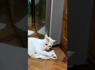 Playful Japanese Bobtail (遊び心のある日本ボブテイル)