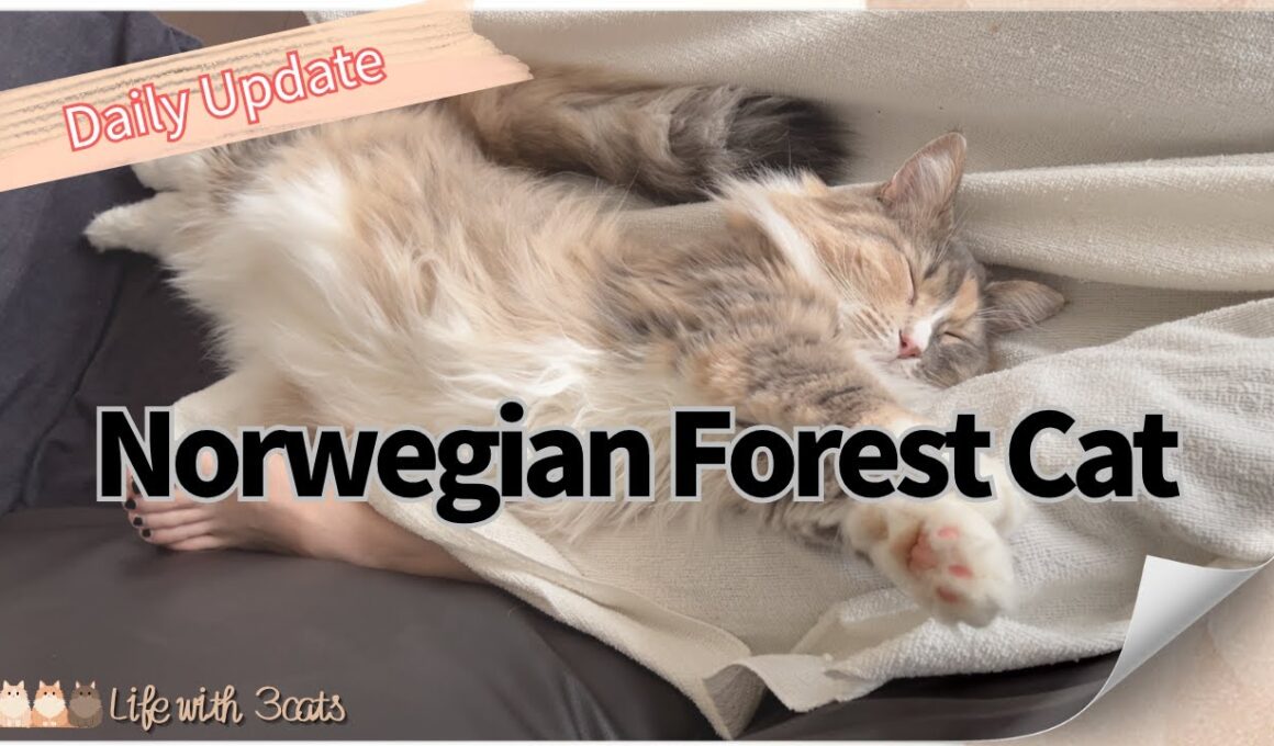 ストレッチ中に電源が切れる猫　#ノルウェージャンフォレストキャット
