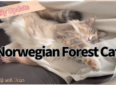 ストレッチ中に電源が切れる猫　#ノルウェージャンフォレストキャット