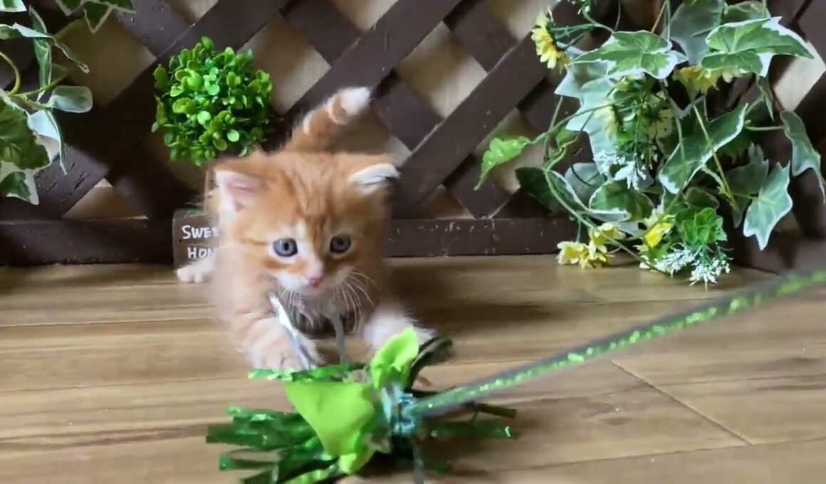 マンチカン 【レッドタビー】お目目くりくり！ふわふわロングの長足くん♪