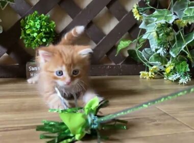 マンチカン 【レッドタビー】お目目くりくり！ふわふわロングの長足くん♪